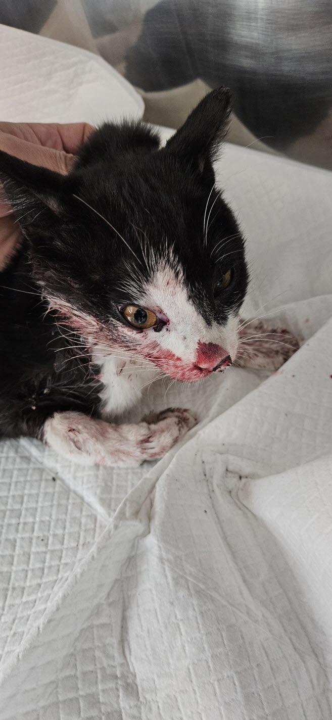 둔촌동물병원_411324202500597